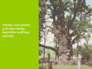 Sakoma, kad ąžuolas gydo hipertoniją, pagreitina medžiagų apykaitą  