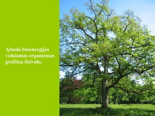 Ąžuolo  bioenergijos veikiamas organizmas greičiau išsivalo.  