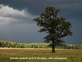 Ąžuolas  padeda gydyti alergijas, odos uždegimus.   
