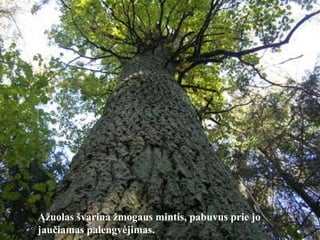 Ą žuolas švarina žmogaus mintis, pabuvus prie jo jaučiamas palengvėjimas. 