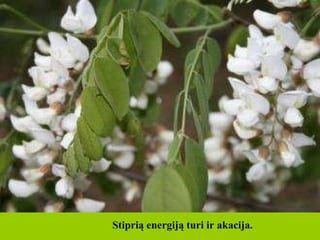 Stiprią energiją turi ir akacija.   