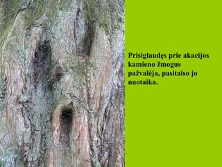 Prisiglaudęs prie  akacijos  kamieno žmogus pažvalėja, pasitaiso jo nuotaika.   