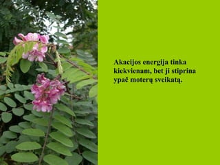 Akacijos energija tinka kiekvienam, bet ji stiprina ypač moterų sveikatą.   