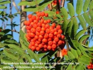 Šermukšnio biolaukas padeda esant niūriai nuotaikai, kai sutrinka virškinimas ar blogas apetitas.  