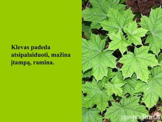 Klevas  padeda atsipalaiduoti, mažina įtampą, ramina.   
