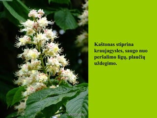 Kaštonas stiprina kraujagysles, saugo nuo peršalimo ligų, plaučių uždegimo.   