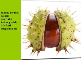 J aponų medikai pataria pasirinkti kaštonų vaisių ir laikyti miegamajame 