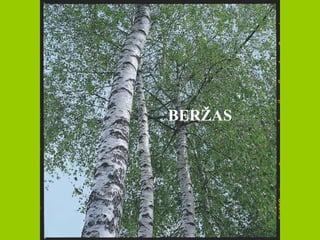 BERŽAS 