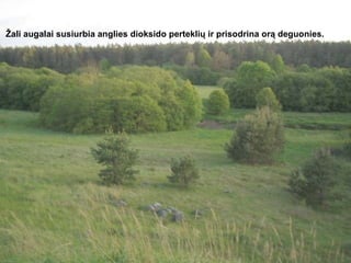Žali augalai susiurbia anglies dioksido perteklių ir prisodrina orą deguonies.  