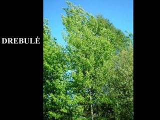 DREBULĖ 