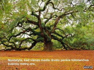 Nustatyta, kad vienas medis išvalo penkis tūkstančius kubinių metrų oro.   