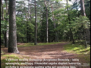 Vaikštant medžių draugijoje įkvepiama fitoncidų – lakių apsauginių medžiagų. Fitoncidai sugeba slopinti bakterijų, grybelių ir pirmuonių augimą arba net sunaikina juos.  