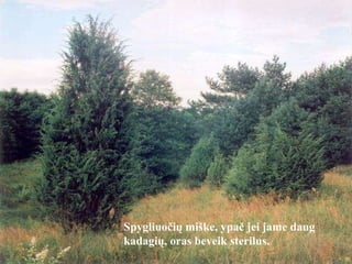 Spygliuočių miške, ypač jei jame daug kadagių, oras beveik sterilus.  