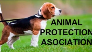 ANIMAL
PROTECTION
ASOCIATION
 