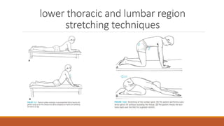 lower thoracic and lumbar region
stretching techniques
 