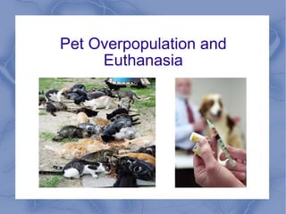 Pet Overpopulation and Euthanasia 