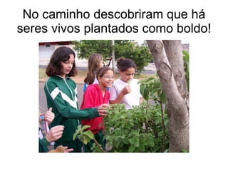 No caminho descobriram que há seres vivos plantados como boldo! 