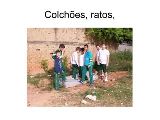 Colchões, ratos, 