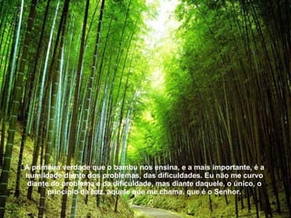 A primeira verdade que o bambu nos ensina, e a mais importante, é a humildade diante dos problemas, das dificuldades. Eu não me curvo diante do problema e da dificuldade, mas diante daquele, o único, o princípio da paz, aquele que me chama, que é o Senhor. 