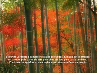 Segunda verdade: o bambu cria raízes profundas. É muito difícil arrancar um bambu, pois o que ele tem para cima ele tem para baixo também.  Você precisa aprofundar a cada dia suas raízes em Deus na oração. 