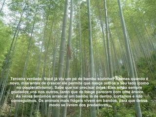 Terceira verdade: Você já viu um pé de bambu sòzinho? Apenas quando é novo, mas antes de crescer ele permite que nasça outros a seu lado (como no cooperativismo). Sabe que vai precisar deles. Eles estão sempre grudados uns nos outros, tanto que de longe parecem com uma árvore.  Às vezes tentamos arrancar um bambu lá de dentro, cortamos e não conseguimos. Os animais mais frágeis vivem em bandos, para que desse modo se livrem dos predadores. 