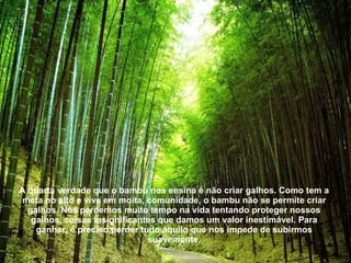 A quarta verdade que o bambu nos ensina é não criar galhos. Como tem a meta no alto e vive em moita, comunidade, o bambu não se permite criar galhos. Nós perdemos muito tempo na vida tentando proteger nossos galhos, coisas insignificantes que damos um valor inestimável. Para ganhar, é preciso perder tudo aquilo que nos impede de subirmos suavemente. 