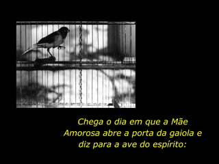 Chega o dia em que a Mãe Amorosa abre a porta da gaiola e diz para a ave do espírito: 