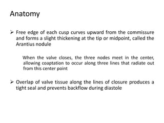 Anatomy
 Free edge of each cusp curves upward from the commissure
and forms a slight thickening at the tip or midpoint, called the
Arantius nodule
When the valve closes, the three nodes meet in the center,
allowing coaptation to occur along three lines that radiate out
from this center point
 Overlap of valve tissue along the lines of closure produces a
tight seal and prevents backflow during diastole
 