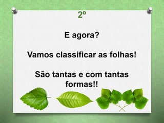 2º
E agora?
Vamos classificar as folhas!
São tantas e com tantas
formas!!
 