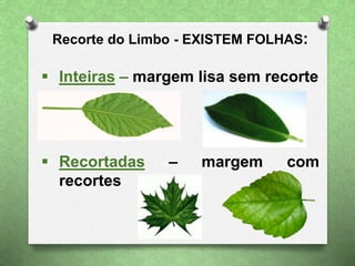 Recorte do Limbo - EXISTEM FOLHAS:
 Inteiras – margem lisa sem recorte
 Recortadas – margem com
recortes
 
