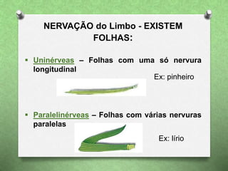 NERVAÇÃO do Limbo - EXISTEM
FOLHAS:
 Uninérveas – Folhas com uma só nervura
longitudinal
 Paralelinérveas – Folhas com várias nervuras
paralelas
Ex: pinheiro
Ex: lírio
 