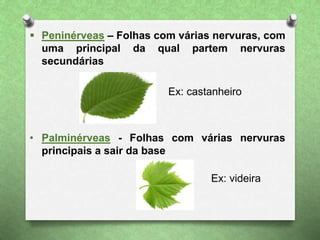  Peninérveas – Folhas com várias nervuras, com
uma principal da qual partem nervuras
secundárias
• Palminérveas - Folhas com várias nervuras
principais a sair da base
Ex: castanheiro
Ex: videira
 