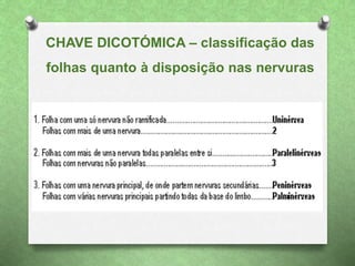 CHAVE DICOTÓMICA – classificação das
folhas quanto à disposição nas nervuras
 