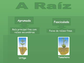 A Raíz Aprumada Fasciculada Raíz principal fina com  raízes secundárias. Tomateiro Urtiga Feixe de raízes finas. 