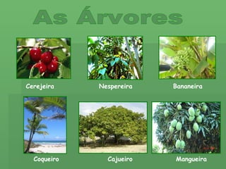 As Árvores Cerejeira Nespereira Bananeira Coqueiro Cajueiro Mangueira 