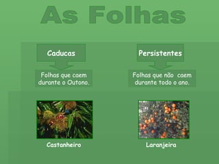 As Folhas Caducas Persistentes Folhas que caem durante o Outono. Folhas que não  caem durante todo o ano. Laranjeira Castanheiro 