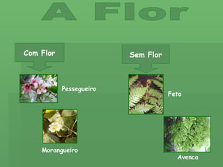 A Flor Com Flor Sem Flor Feto Pessegueiro Morangueiro Avenca 