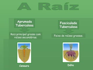 A Raíz Aprumada Tuberculosa Raiz principal grossa com raízes secundárias. Dália Cenoura Feixe de raízes grossas. Fasciculada Tuberculosa 