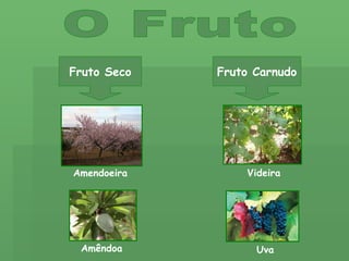 O Fruto Fruto Seco Fruto Carnudo Uva Amêndoa Amendoeira Videira 