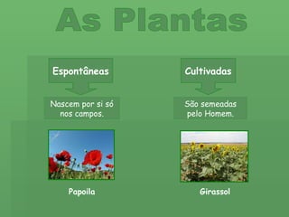 As Plantas Espontâneas Cultivadas Nascem por si só nos campos. São semeadas pelo Homem. Girassol Papoila 