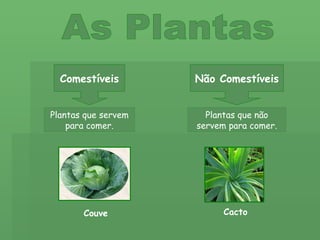 As Plantas Comestíveis Não Comestíveis Plantas que servem para comer. Plantas que não servem para comer. Cacto Couve 