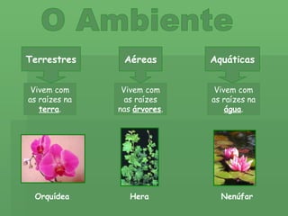 O Ambiente Terrestres Aéreas Aquáticas Vivem com as raízes na  terra . Vivem com as raízes nas  árvores . Vivem com as raízes na  água . Hera Nenúfar Orquídea 