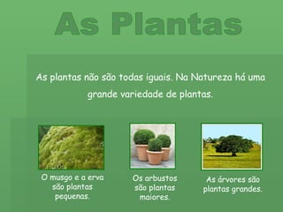 As Plantas As plantas não são todas iguais. Na Natureza há uma grande variedade de plantas. O musgo e a erva são plantas pequenas. Os arbustos são plantas maiores. As árvores são plantas grandes. 