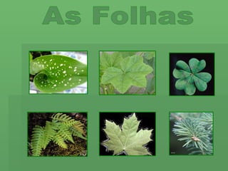 As Folhas 