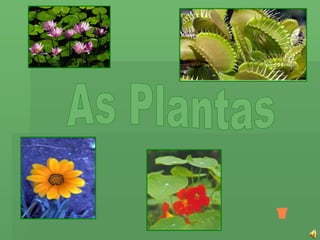 As Plantas 