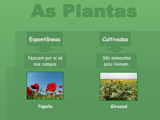 As Plantas Espontâneas Cultivadas Nascem por si só nos campos. São semeadas pelo Homem. Girassol Papoila 