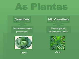 As Plantas Comestíveis Não Comestíveis Plantas que servem para comer. Plantas que não servem para comer. Cacto Couve 