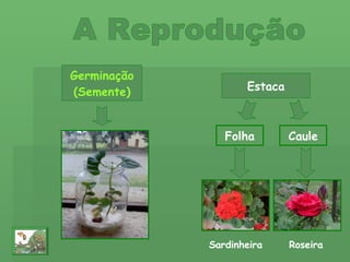 A Reprodução Folha Caule Sardinheira Roseira Estaca Germinação (Semente) 