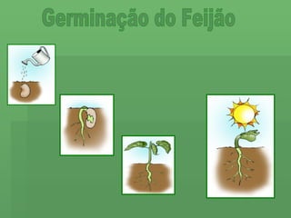 Germinação do Feijão 