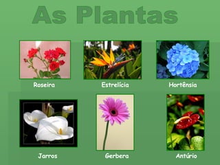 As Plantas Roseira Estrelícia Hortênsia Jarros Gerbera Antúrio 